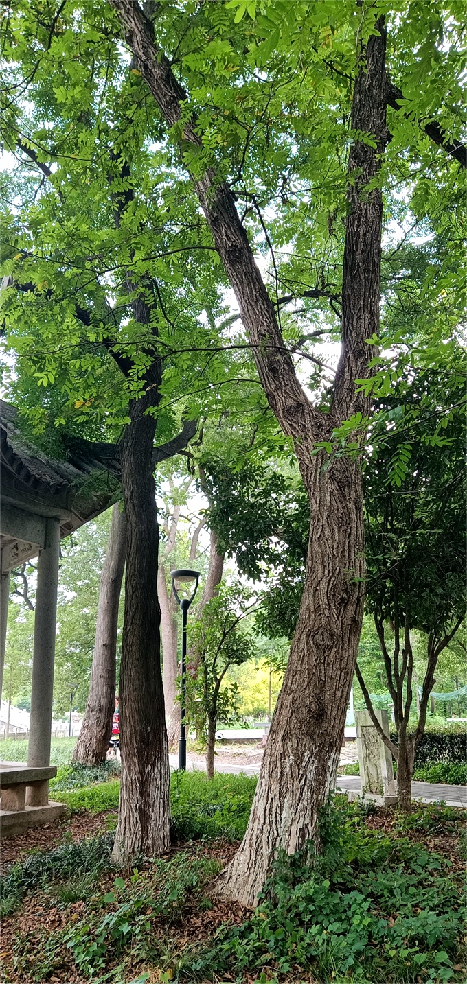 【编号4212090】 枫杨 ，中洲公园