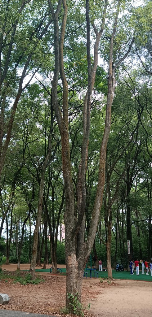 【编号4212068】 香樟 ，中洲公园